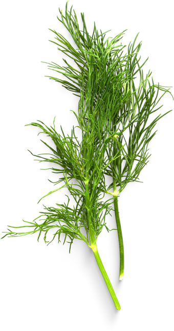 Isolated Cutout PNG